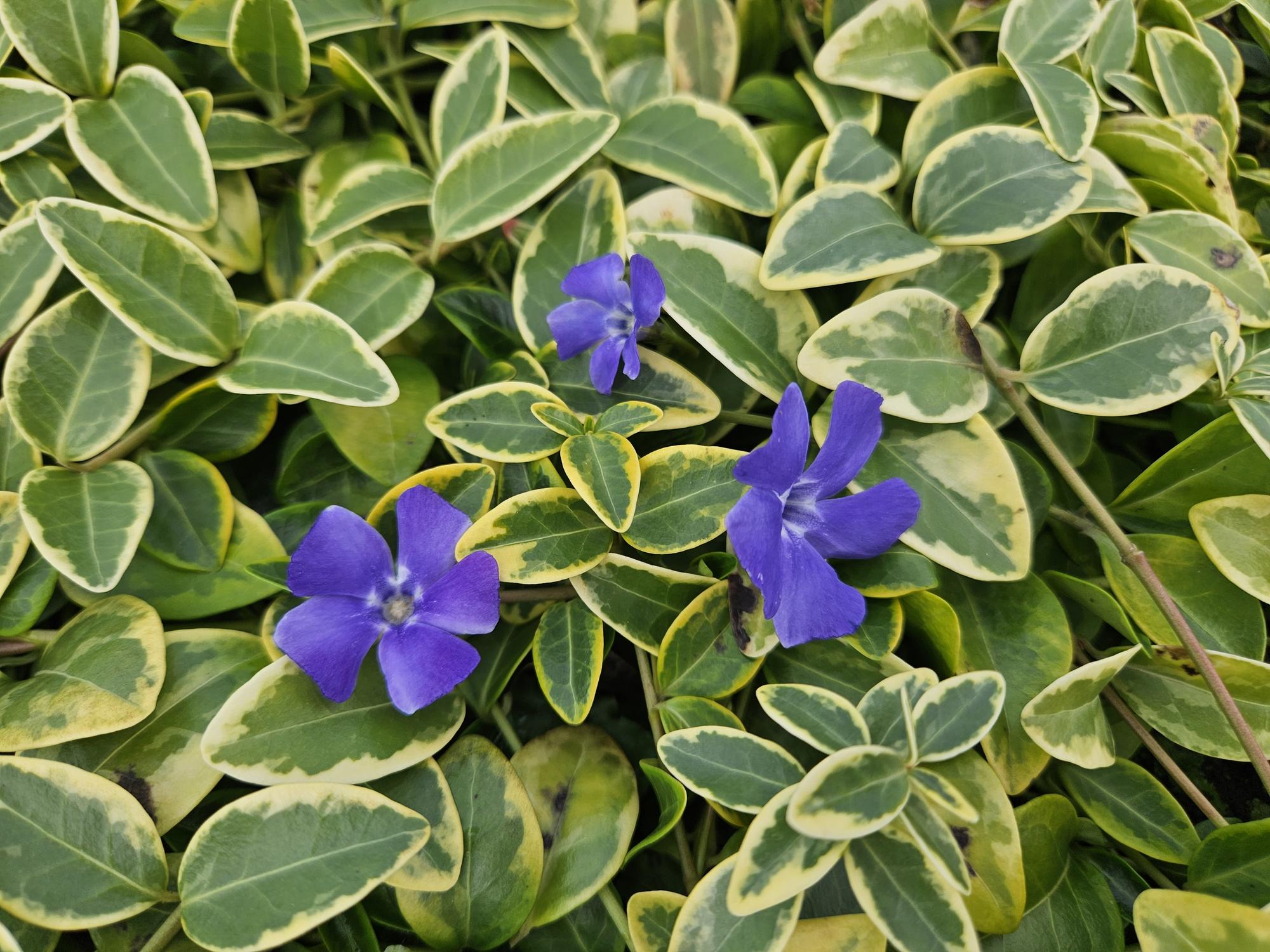 Kleines Immergrün ‘Blue and Gold’ (Vinca minor) – Ø9 cm, 10–25 cm Höhe