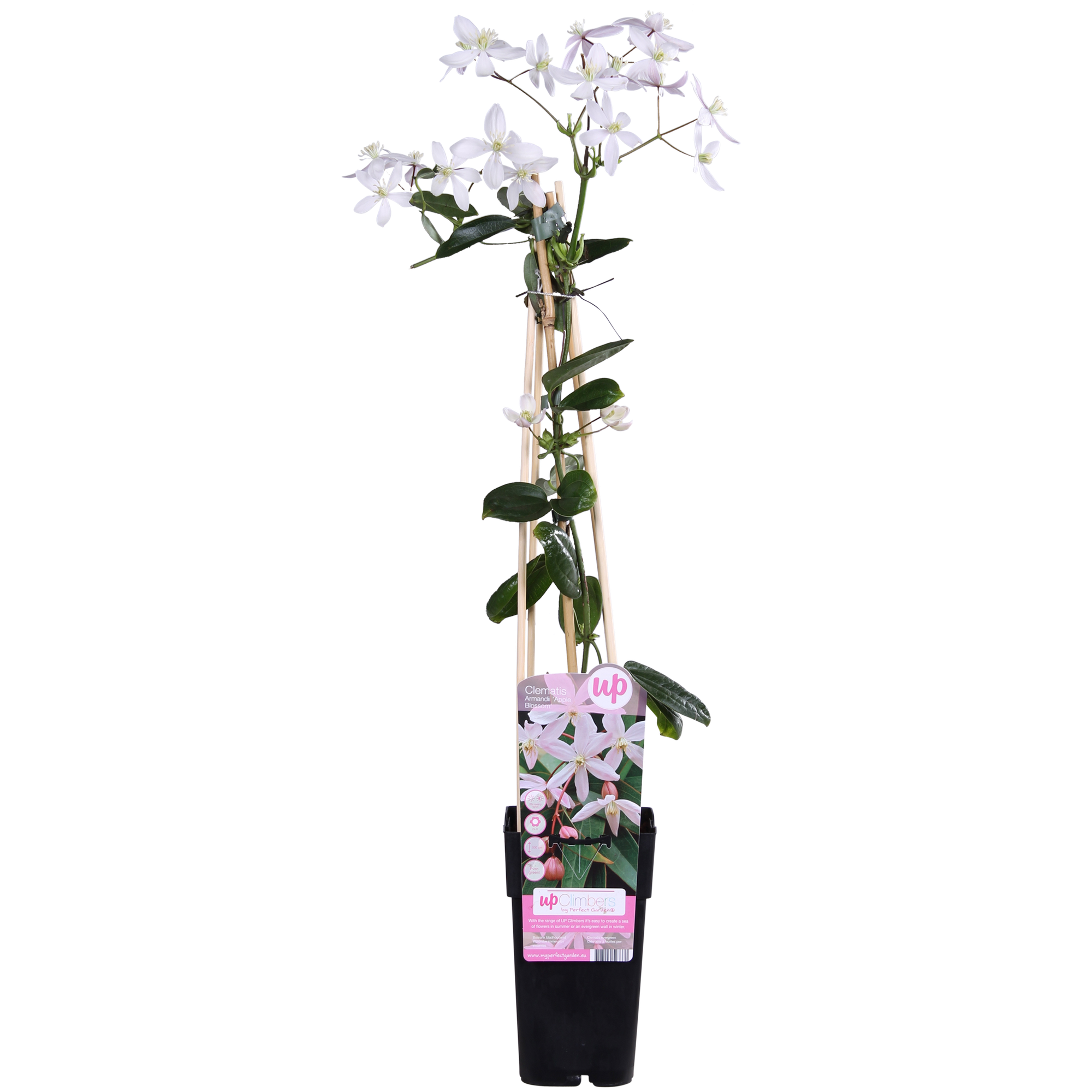 Clematis armandii 'Apple Blossom' – evergreen, light pink climbing plant, 15 cm pot, 65 cm height
