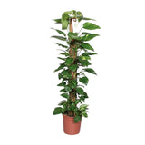 Epipremnum Pinnatum – Ivy on a moss stick - 60-120 cm
