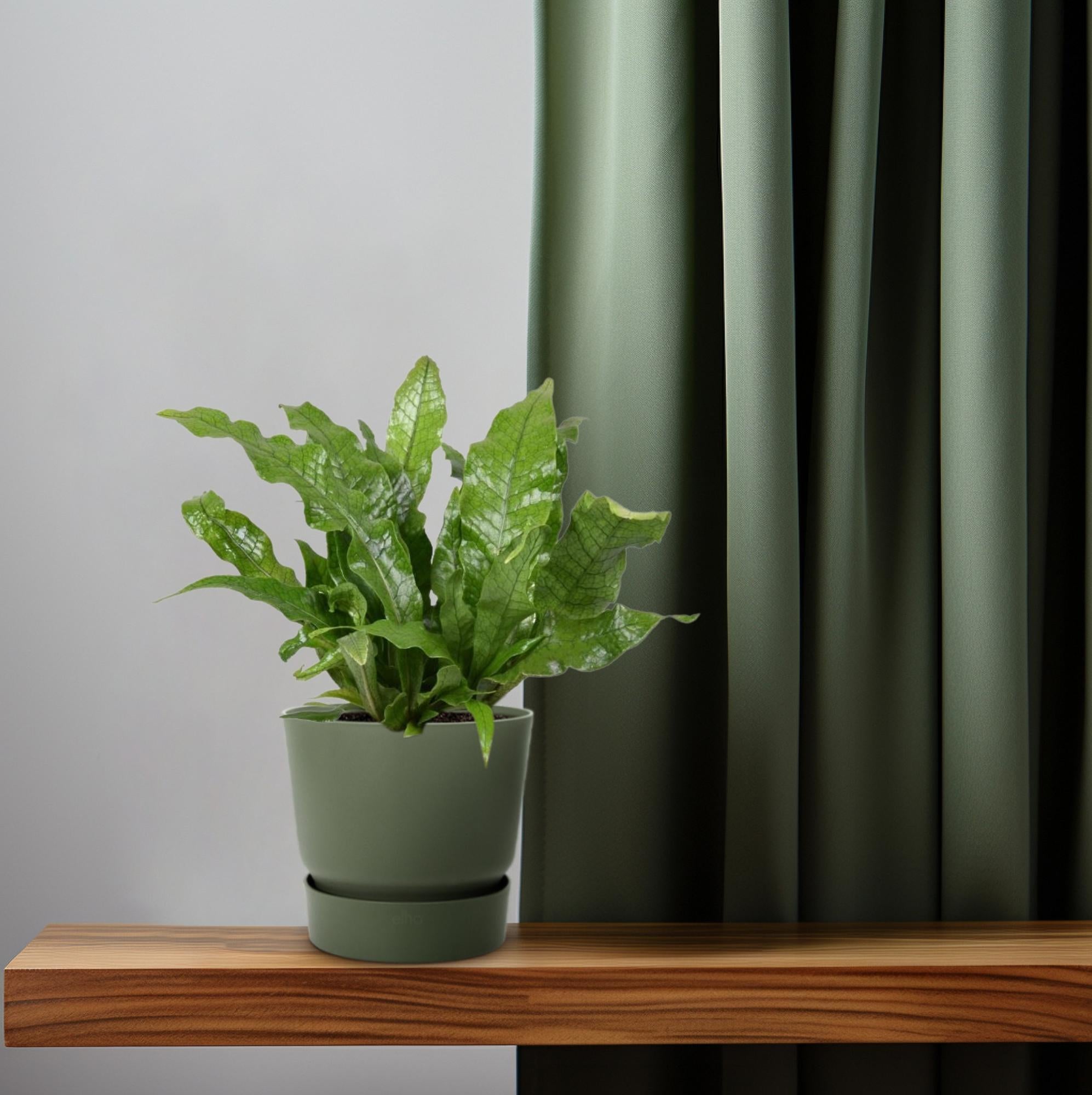 Microsorum Crocodyllus – Crocodile Fern - Ø12cm - ↕30cm