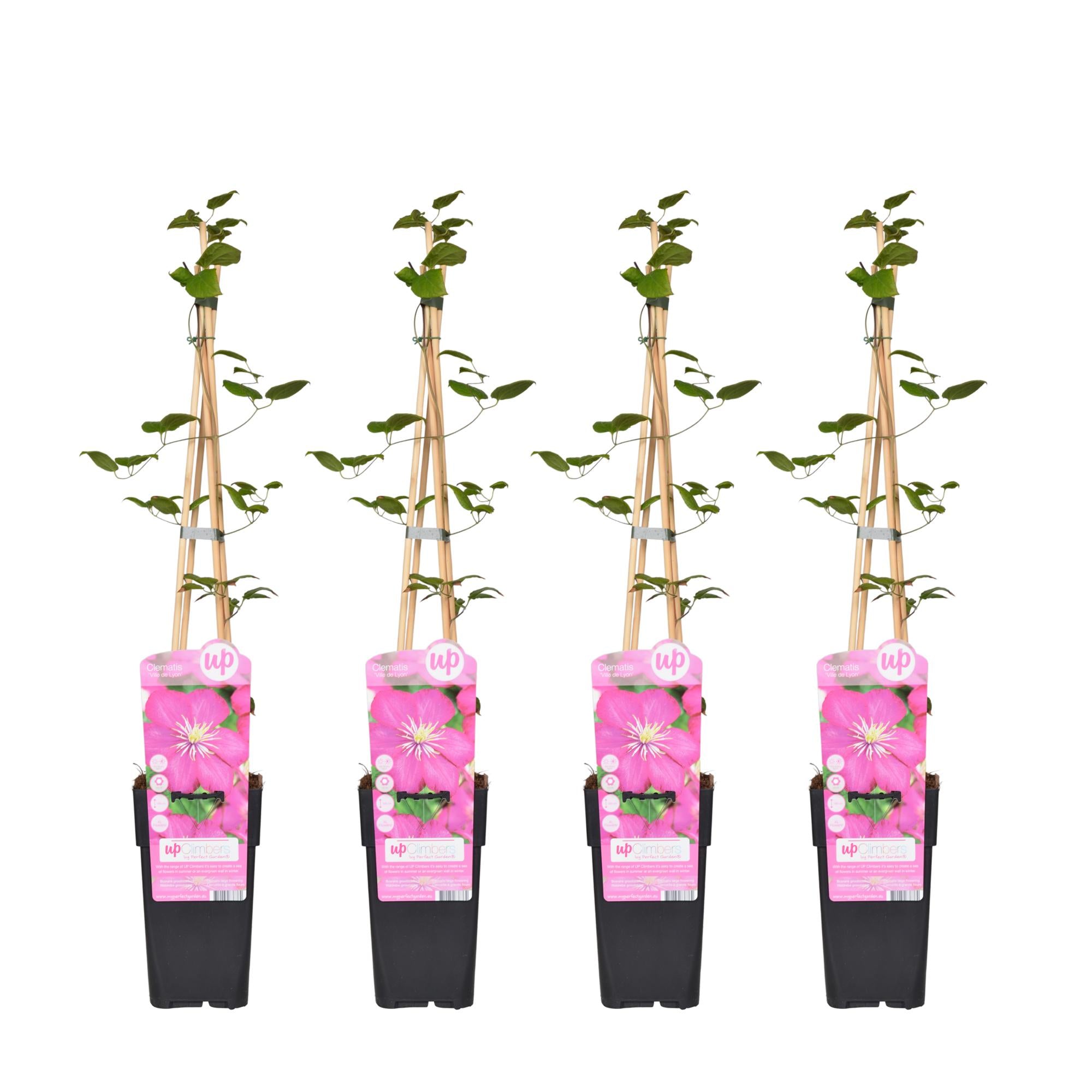 Clematis 'Ville de Lyon' – summer-flowering climbing plant, 15 cm pot, 65 cm tall
