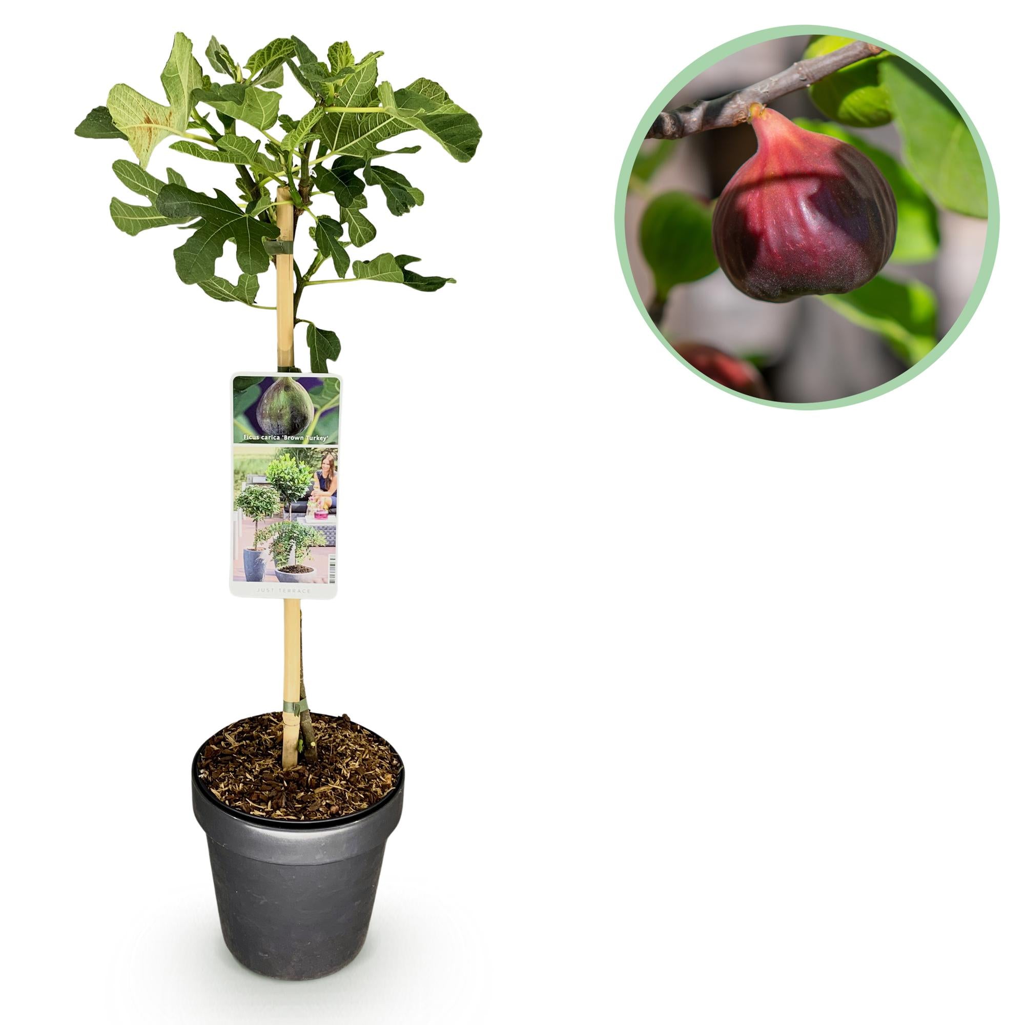 Fig tree ‘Brown Turkey’ (Ficus carica) – 19–90 cm