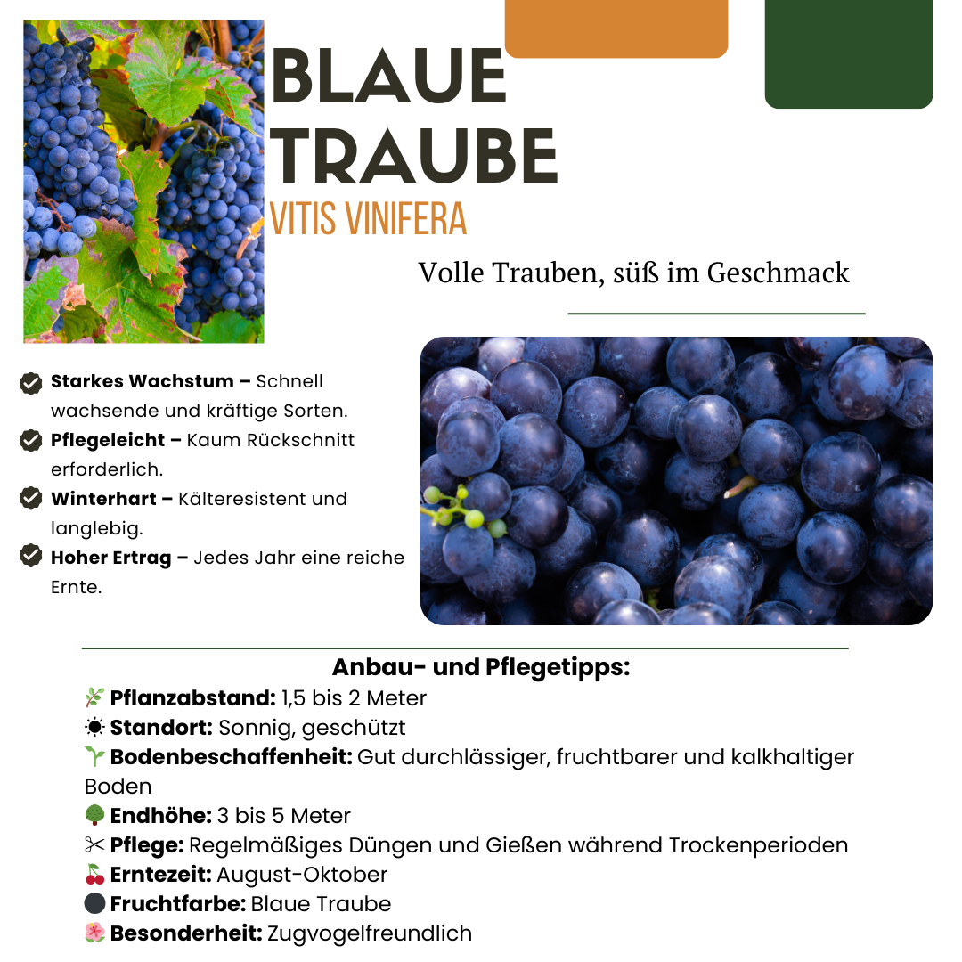 BIO Obstpflanzen-Set „Früchte-Oase“ – Mix aus 5 Sorten