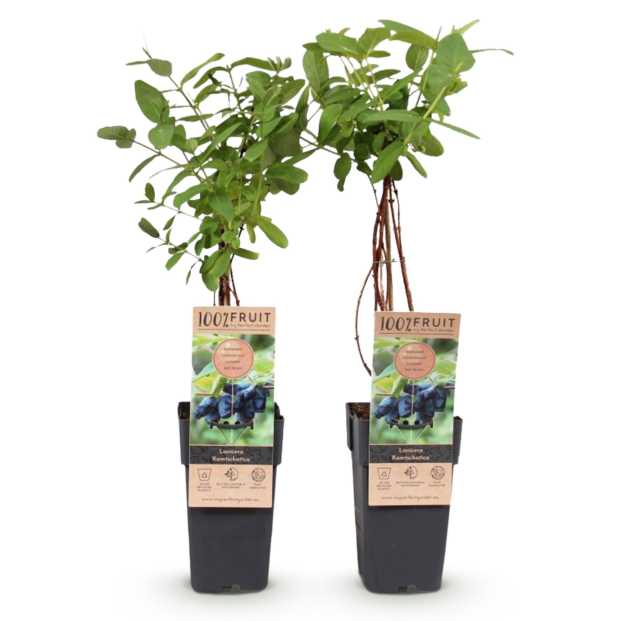 Honeyberry (Lonicera caerulea 'Kamchatika') – 2 piante, vaso da 15 cm, altezza 50 cm