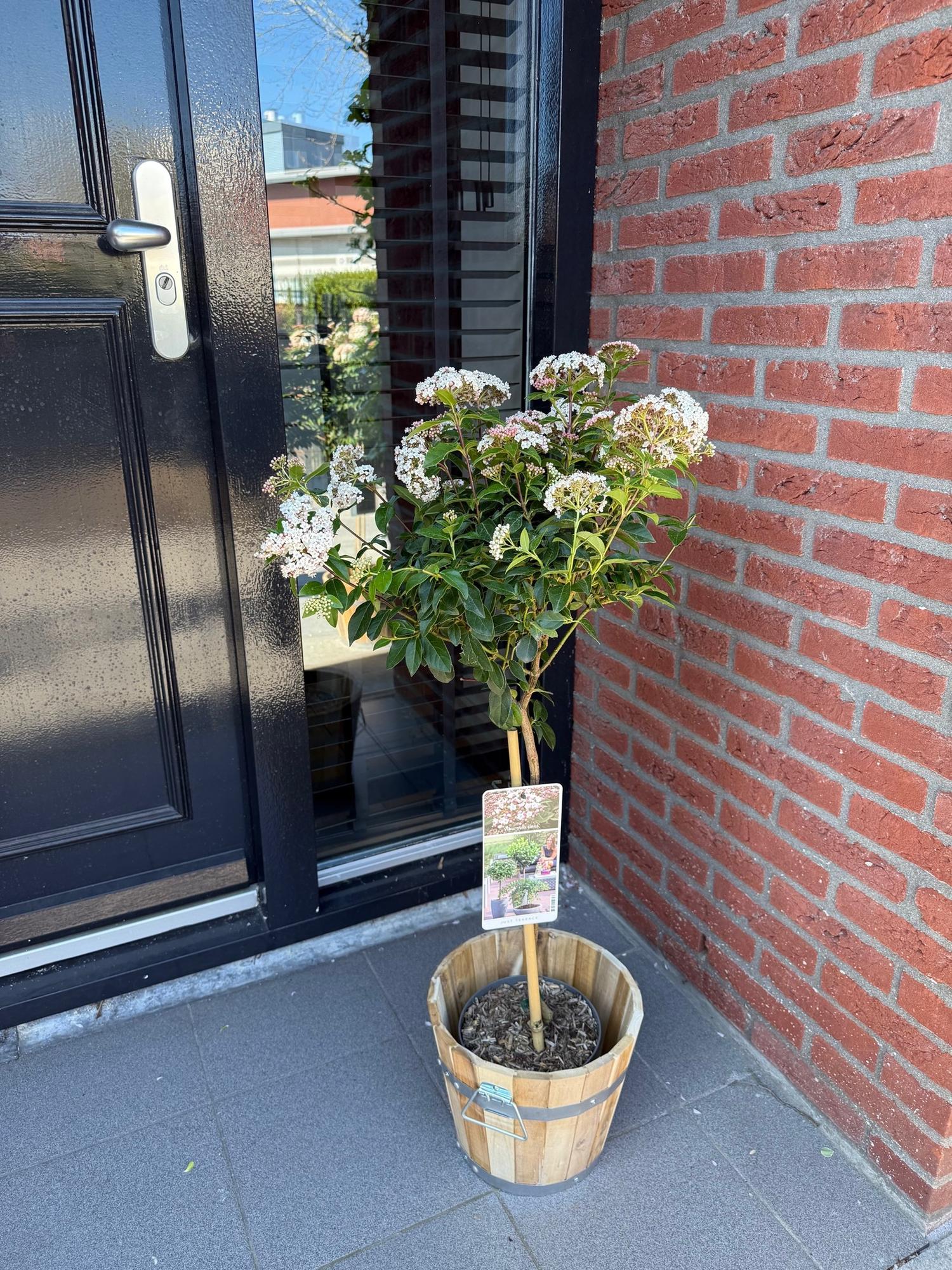 Pianta sempreverde standard Viburnum tinus – fiori bianco-rosa – vaso da 19 cm, altezza 90 cm