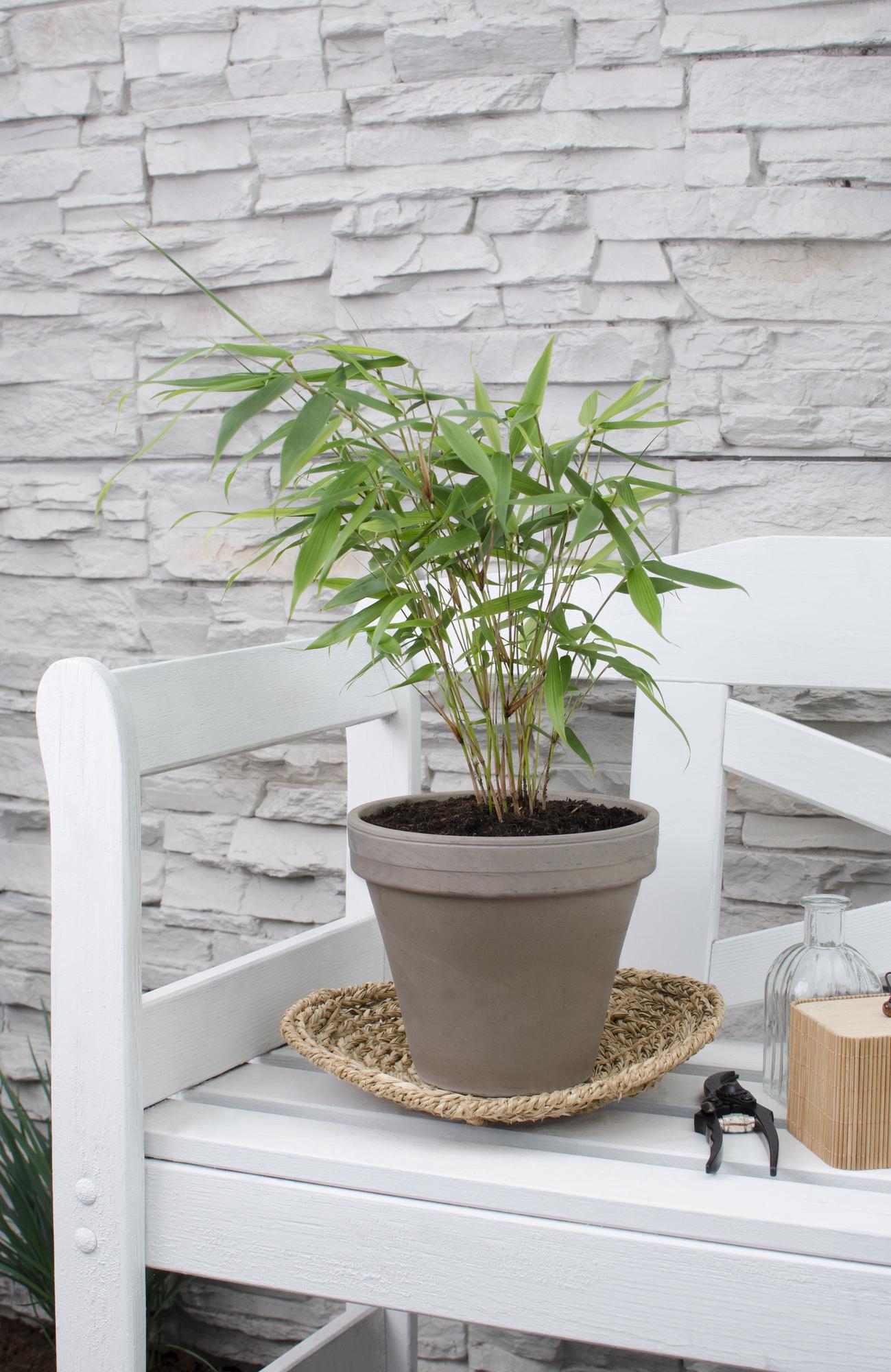 Bamboo 'Pingwu' – hardy Fargesia robusta, 14 cm pot, 40 cm tall