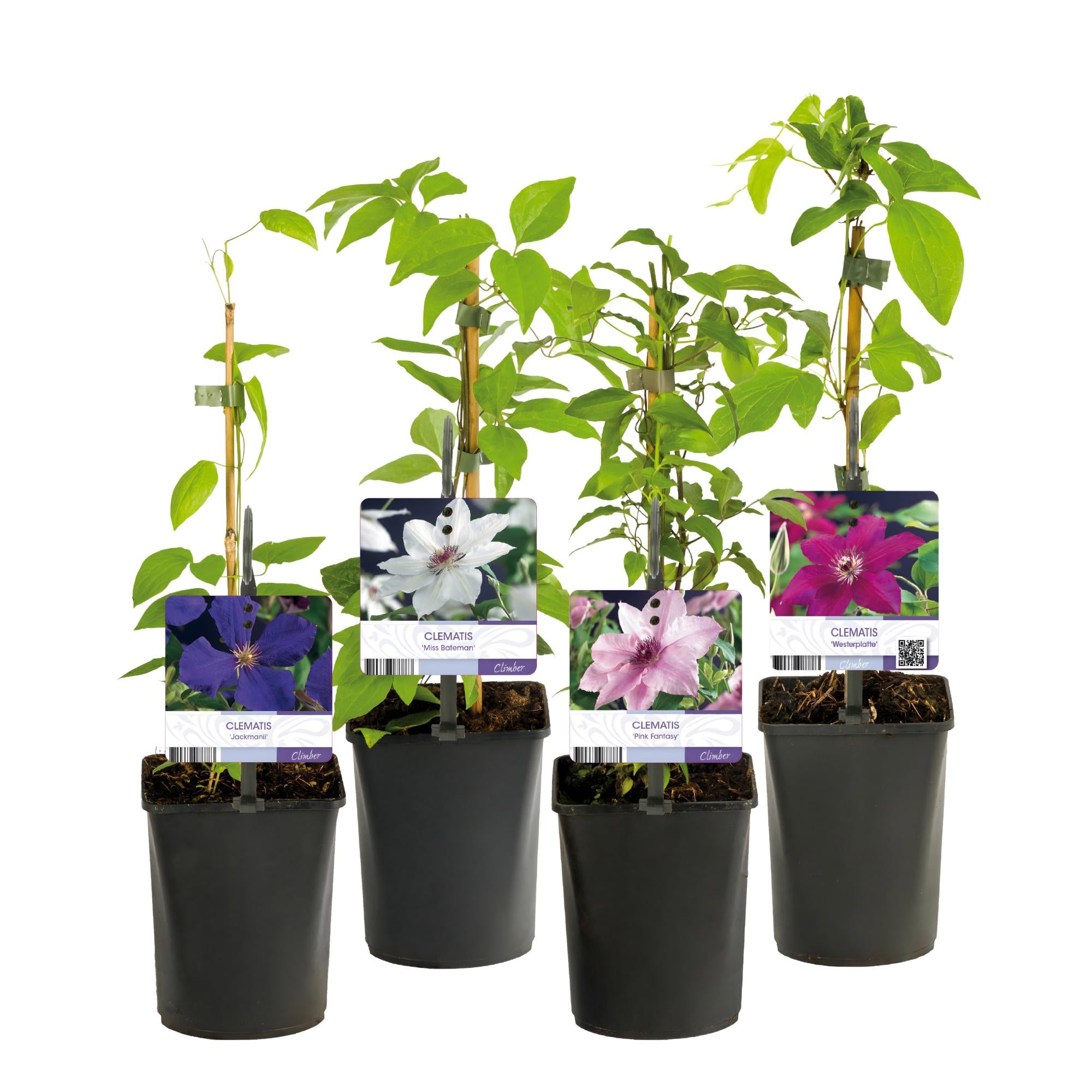 Climbing plant Clematis 'Rainbow' – multicolored flowering, 4 plants, 11 cm pot, 40 cm height