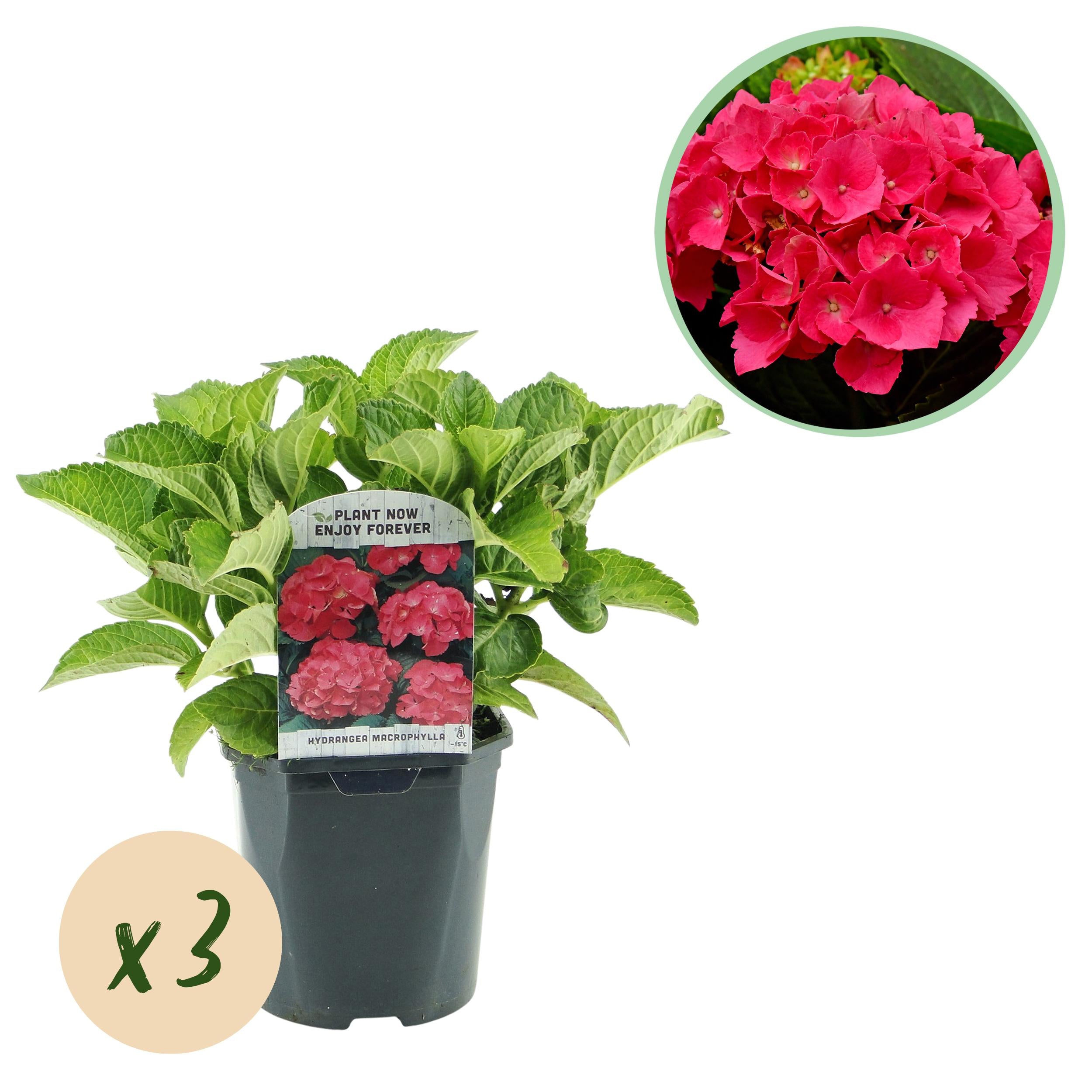 Hydrangea macrophylla – ortensia robusta in diversi colori - 3 piante, vaso da 17 cm, altezza 30 cm (copia)