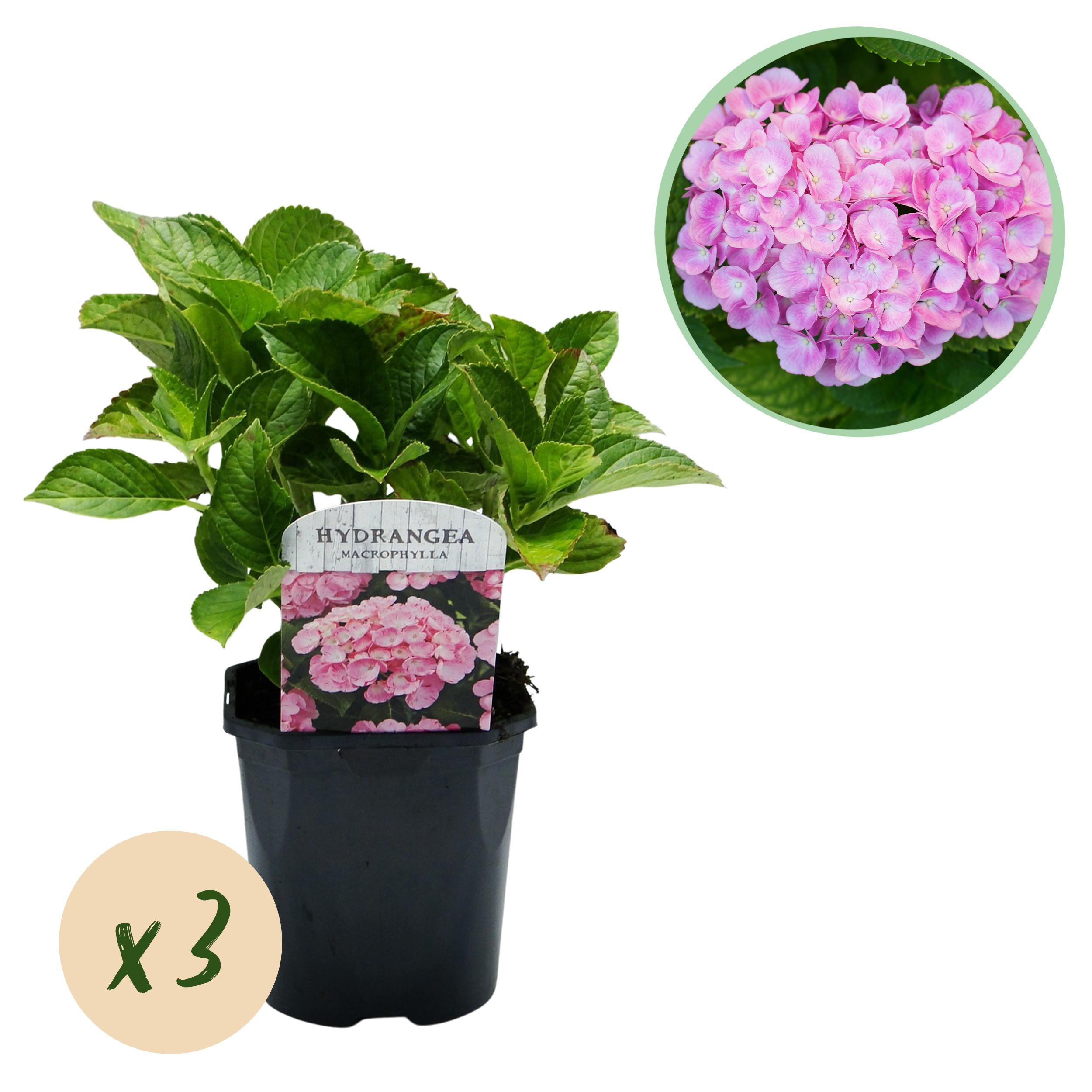 Hydrangea macrophylla – ortensia robusta in diversi colori - 3 piante, vaso da 17 cm, altezza 30 cm (copia)