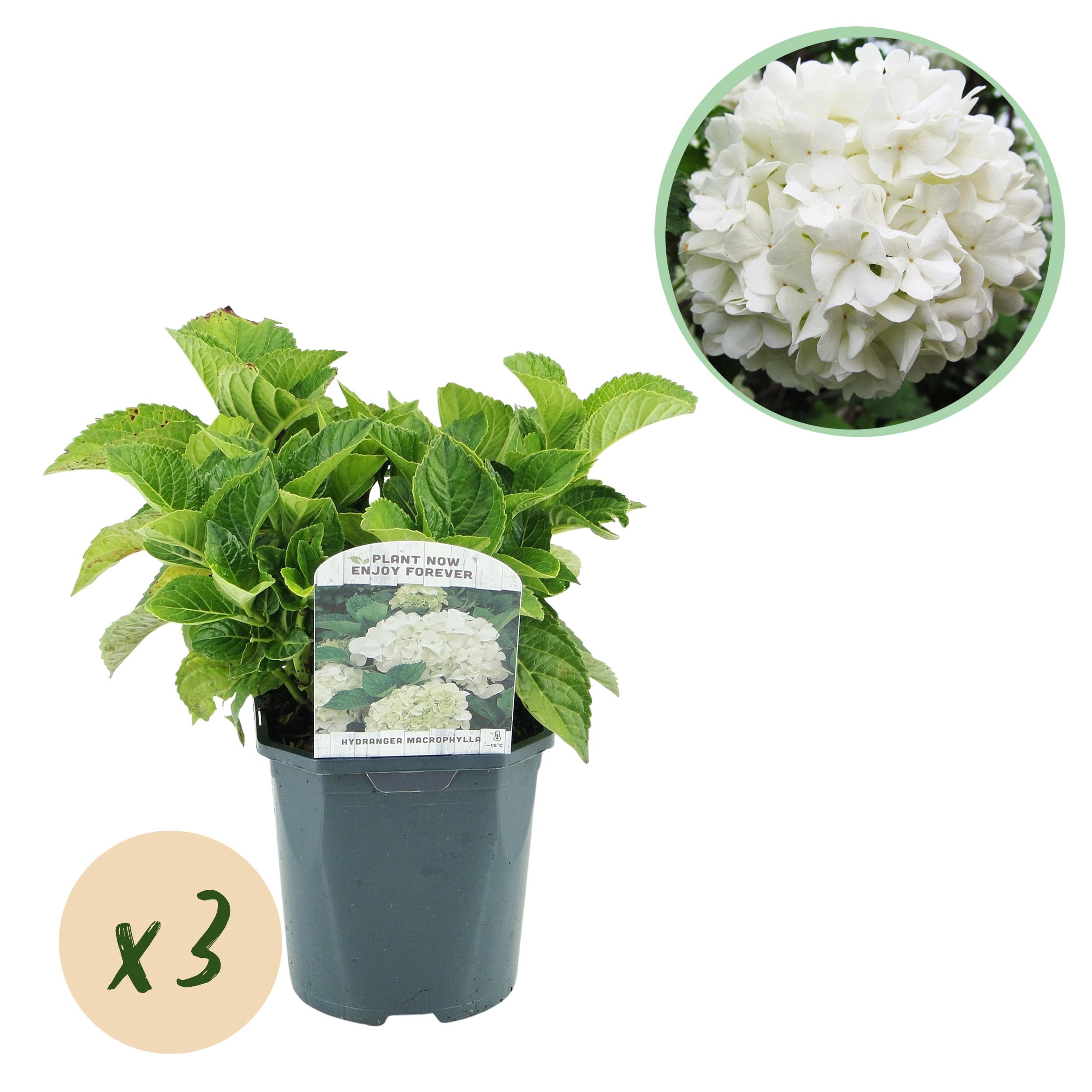 Hydrangea macrophylla – ortensia robusta in diversi colori - 3 piante, vaso da 17 cm, altezza 30 cm (copia)