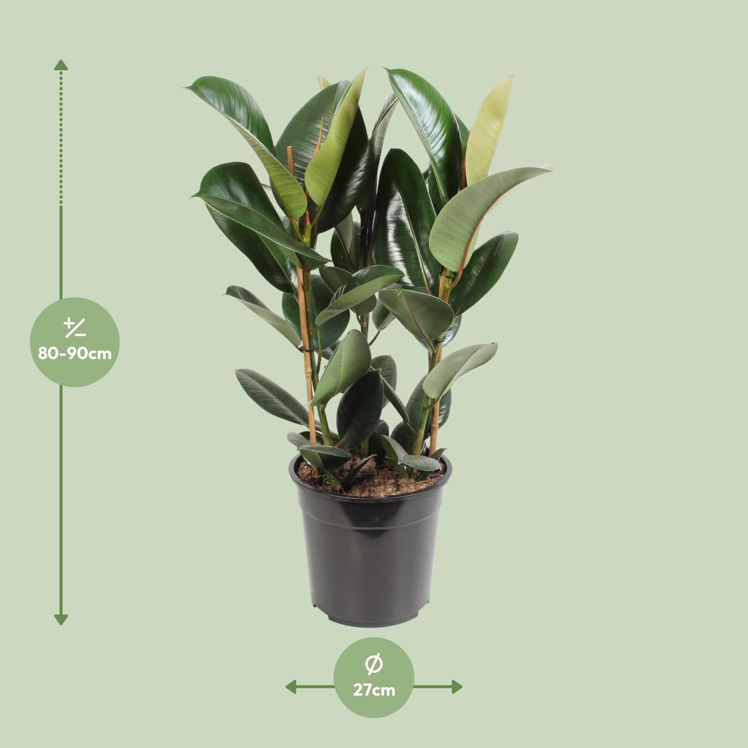 Ficus Elastica 'Robusta' – Rubber Tree - 35-85 cm