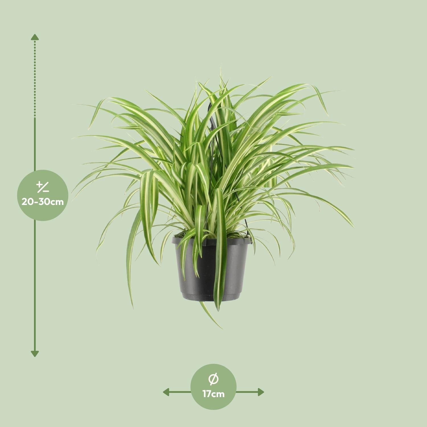 Chlorophytum comosum 'Variegatum' – Spider plant - 30-55 cm