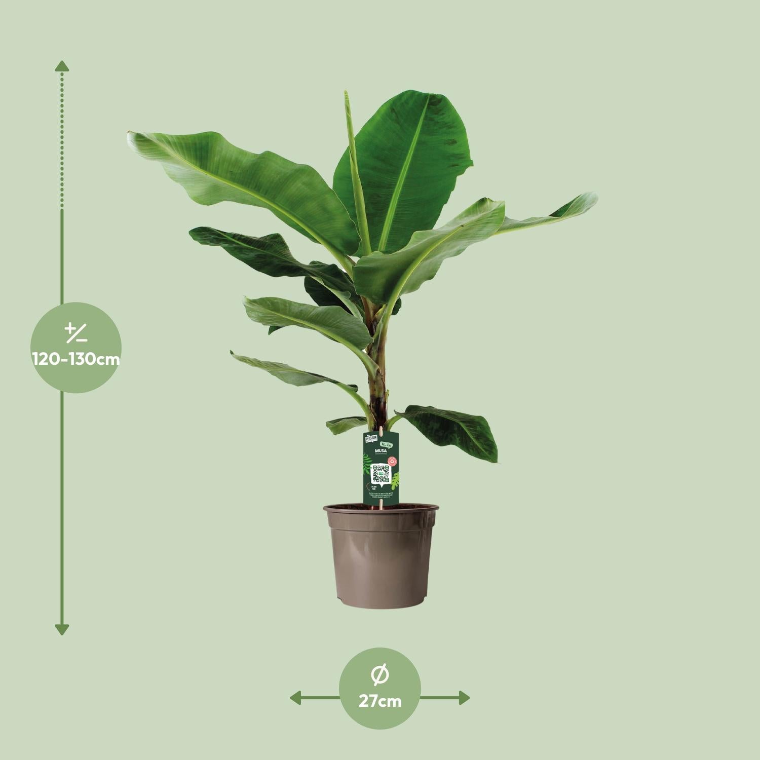 Musa Dwarf Cavendish – Zwergbanane - 60-130 cm