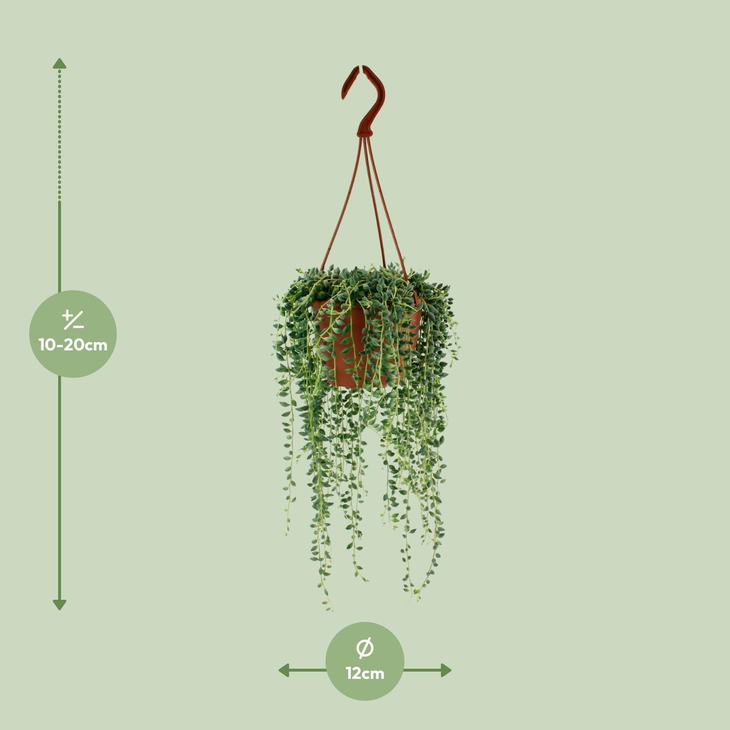 Senecio Herreianus – Pea plant - 20-25 cm