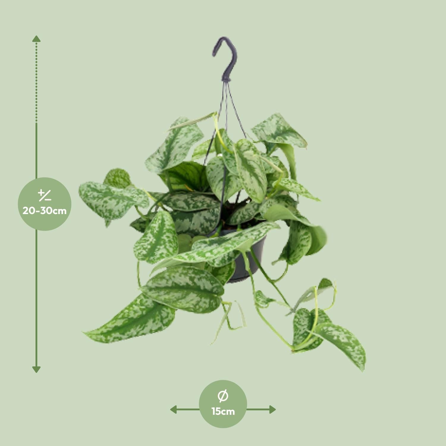 Scindapsus Pictus 'Trebie' – Spotted Ivy - 15-25 cm