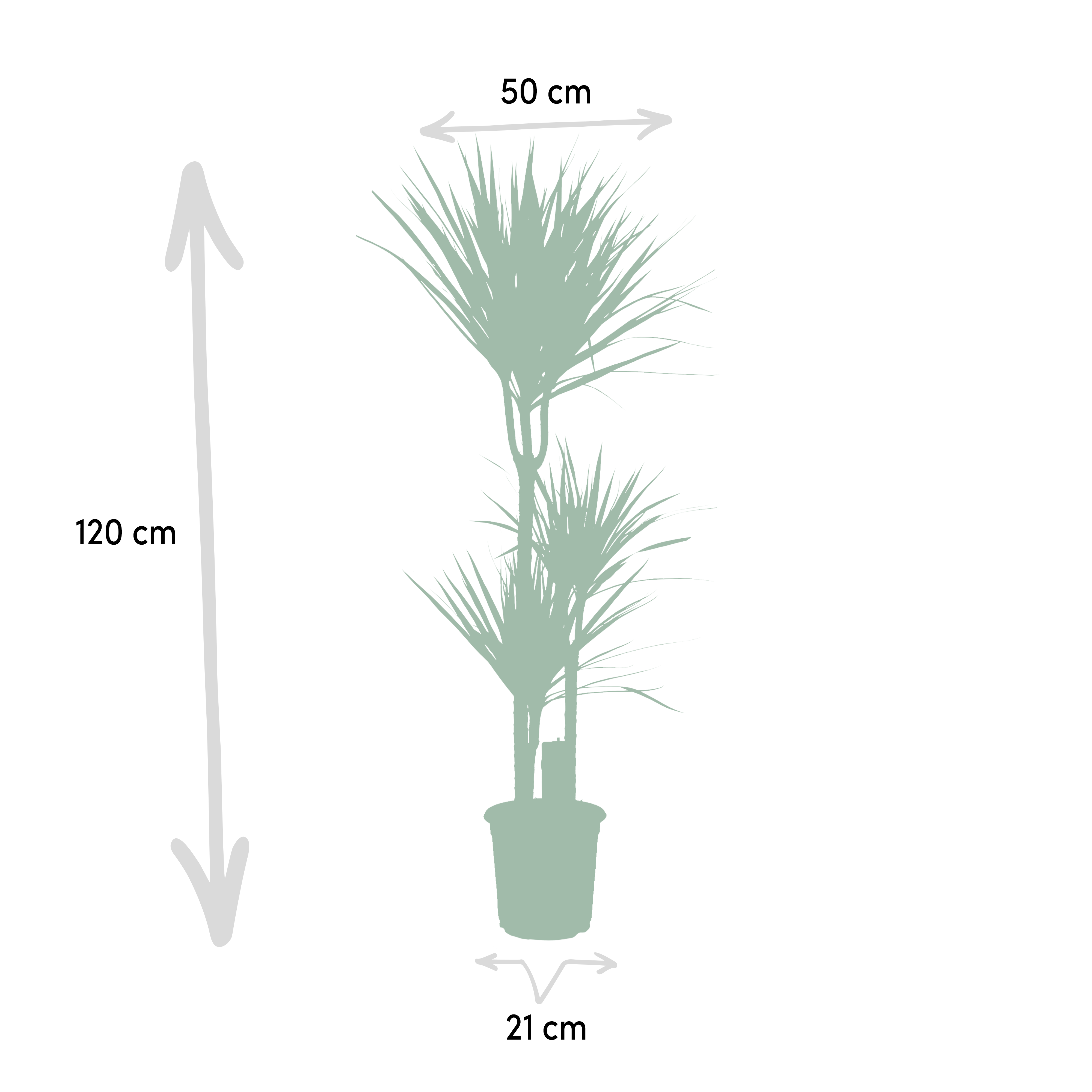 Drachenbaum (Dracaena marginata) – 55–130 cm