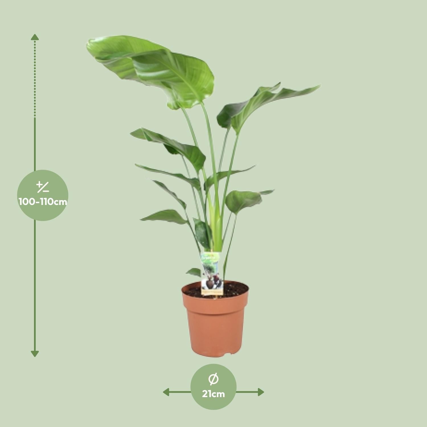 Strelitzia Nicolai – White Bird of Paradise Flower - 60-170 cm