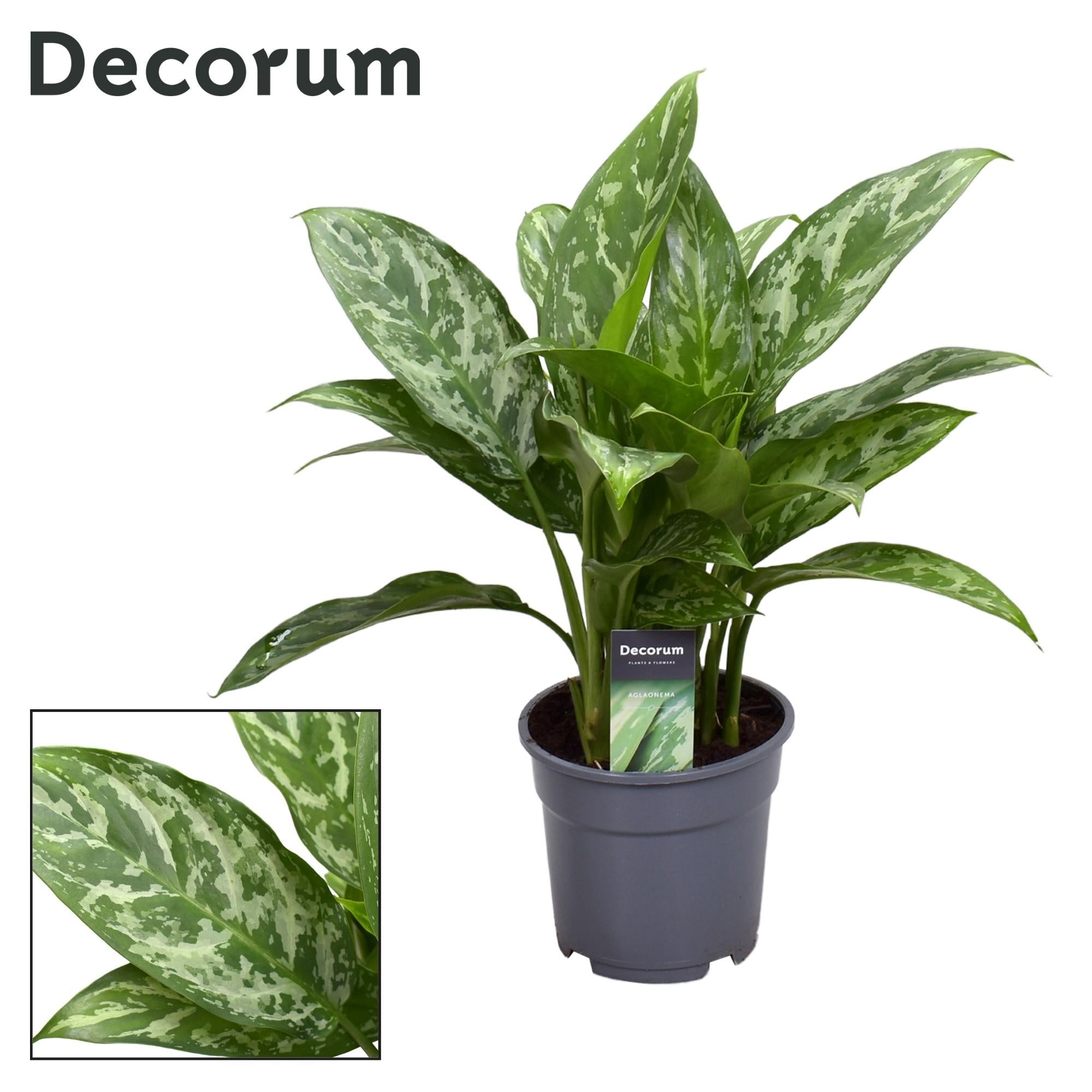 Aglaonema – Pistil – various colors – 40-80 cm