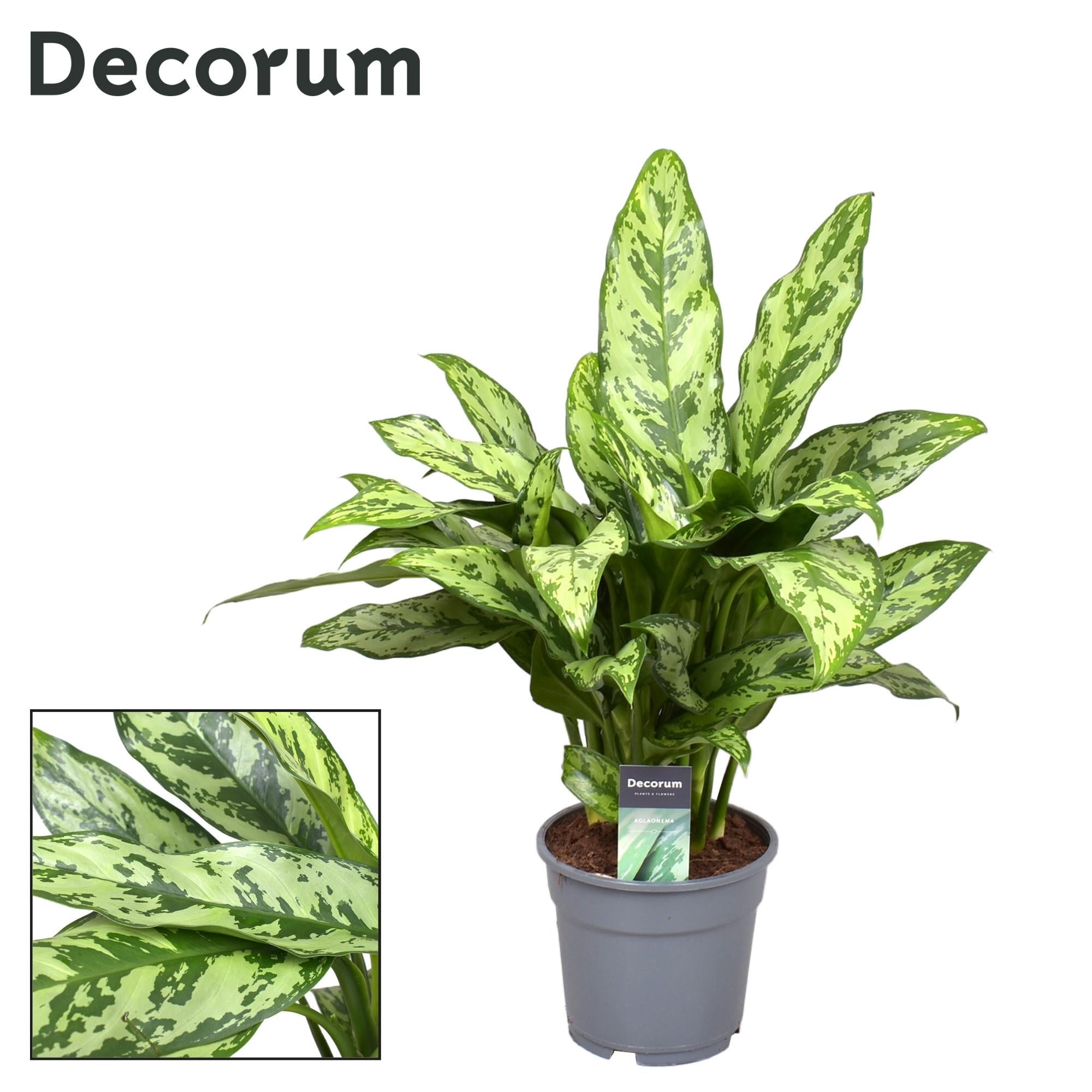 Aglaonema – Pistil – various colors – 40-80 cm