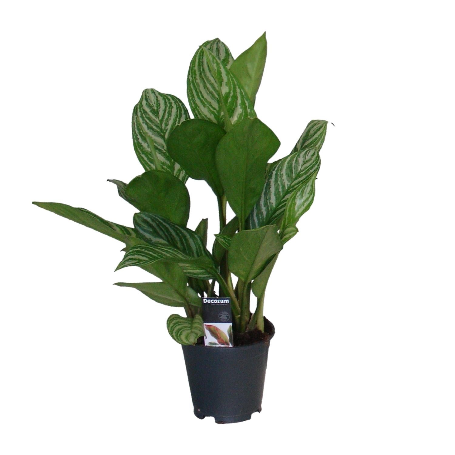 Aglaonema – Pistil – various colors – 40-80 cm