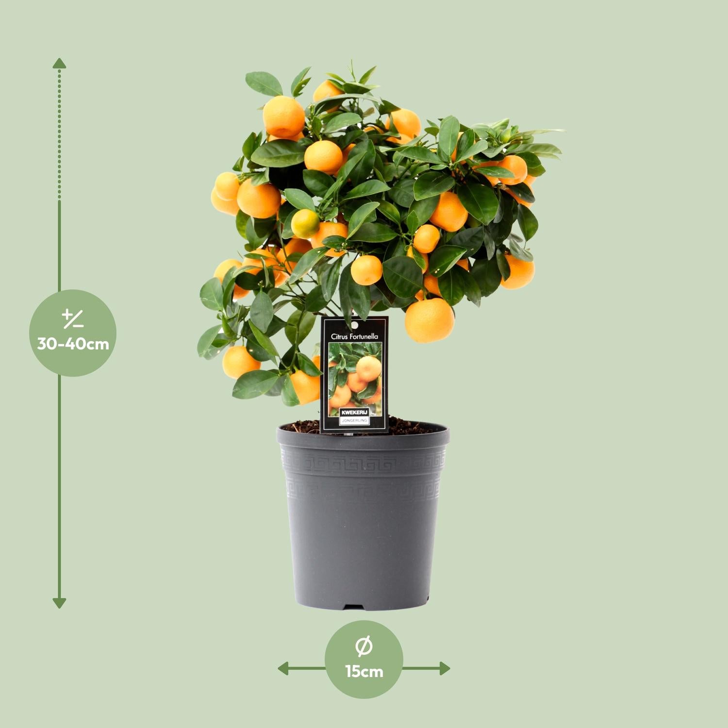 Calamondinorange (Citrus calamondin) – 40–80 cm
