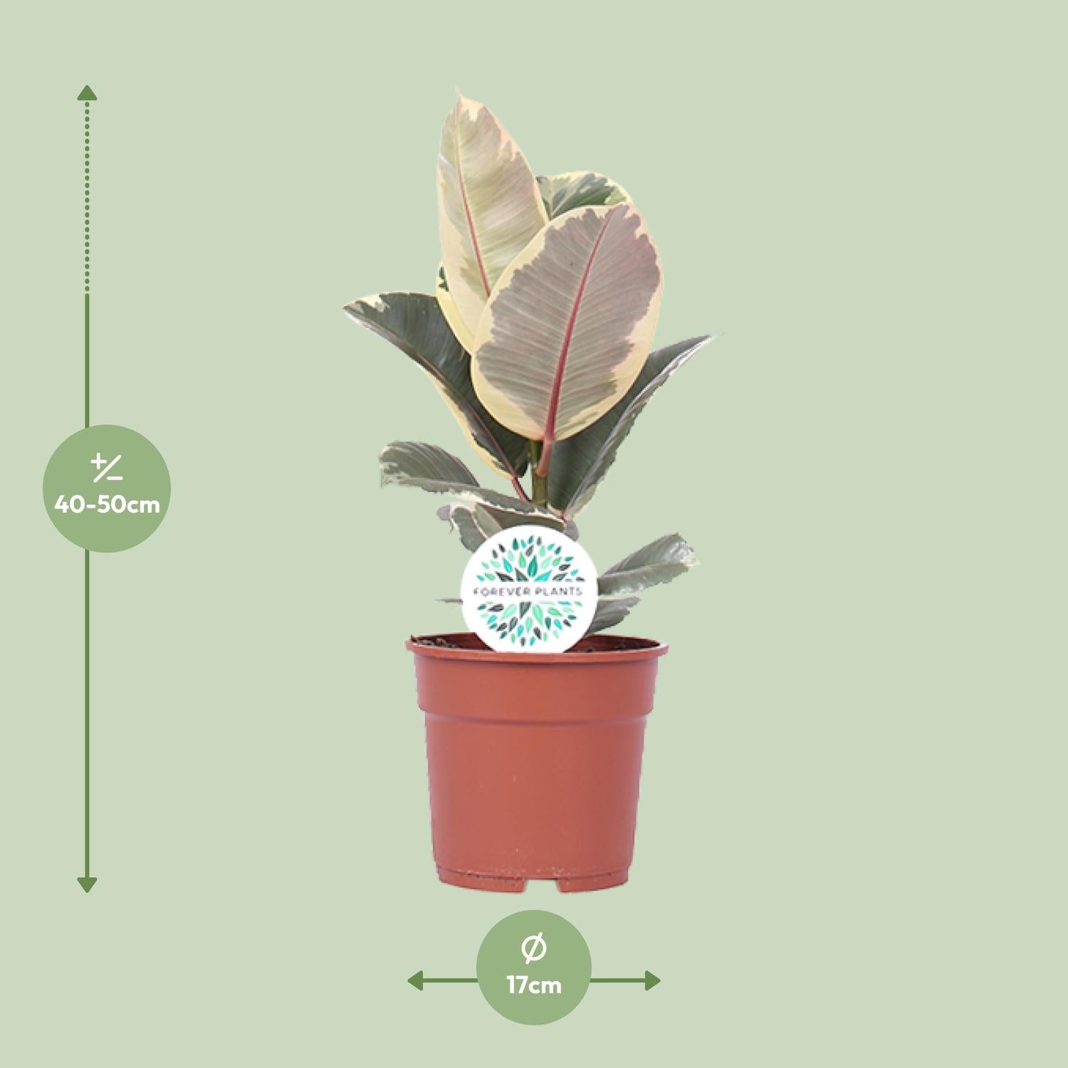 Ficus elastica 'Tineke' – 50–100 cm