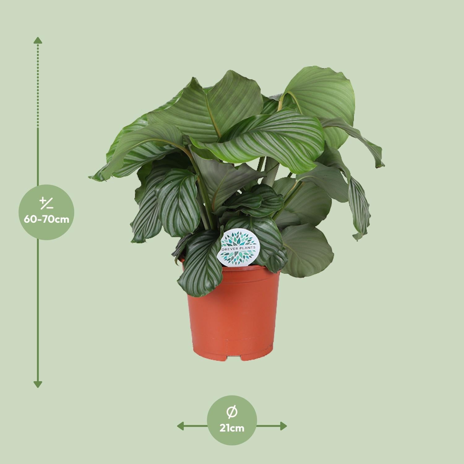 Calathea Orbifolia – Round-leaved Prayer Plant - 25-65cm