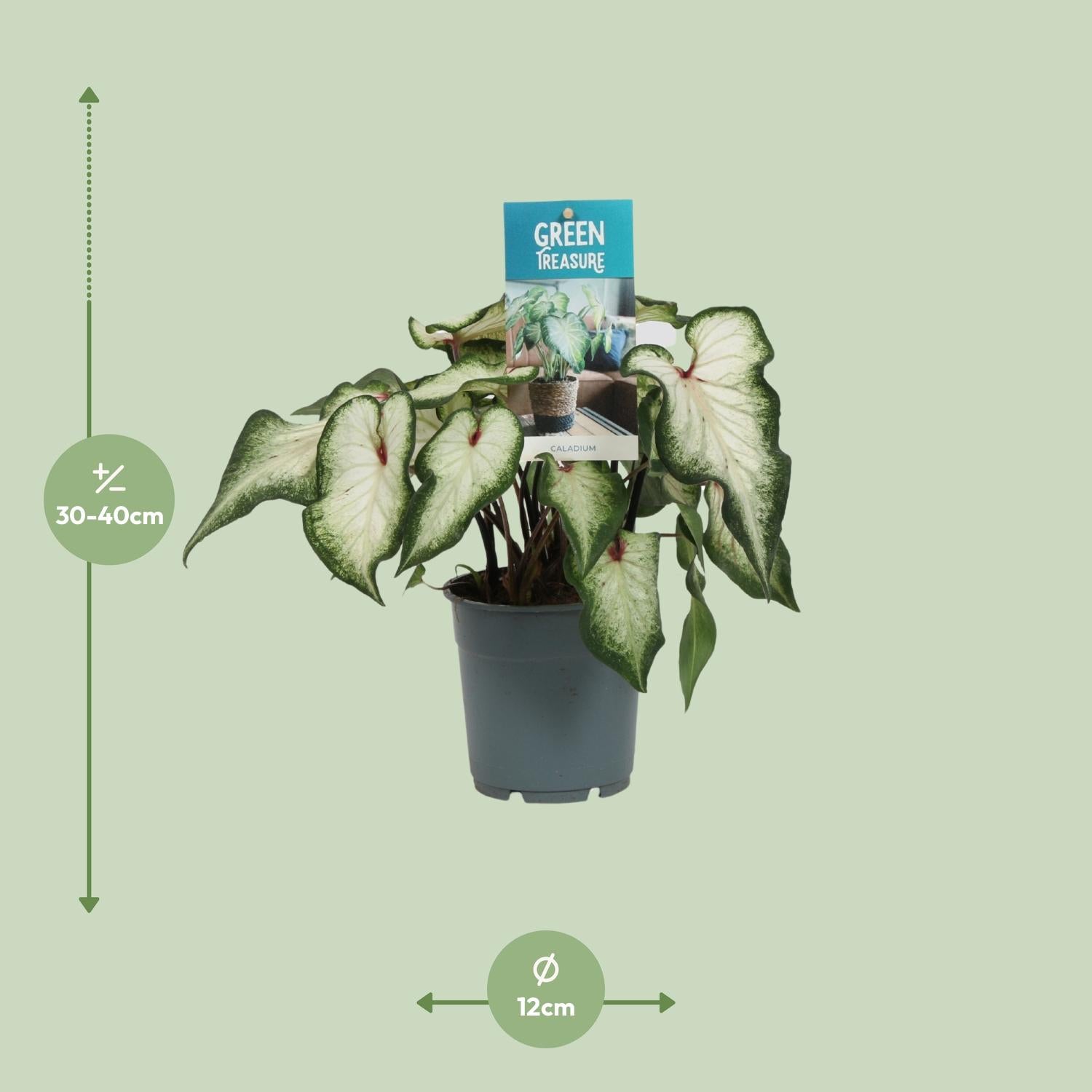 Caladium – Angel Wings - 12cm - various colors