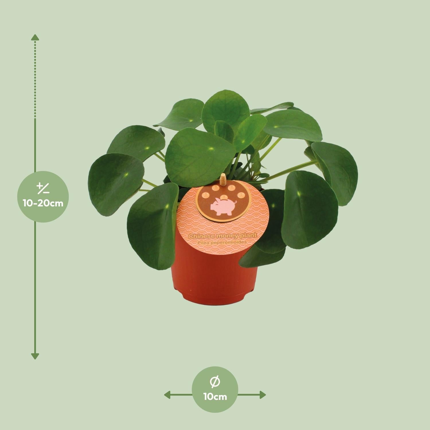Pilea Peperomioides – Chinese Money Tree - 15-30 cm