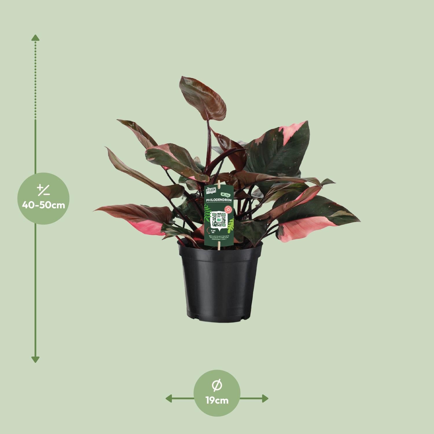 Philodendron Pink Princess – Rosa Philodendron - 35-50 cm
