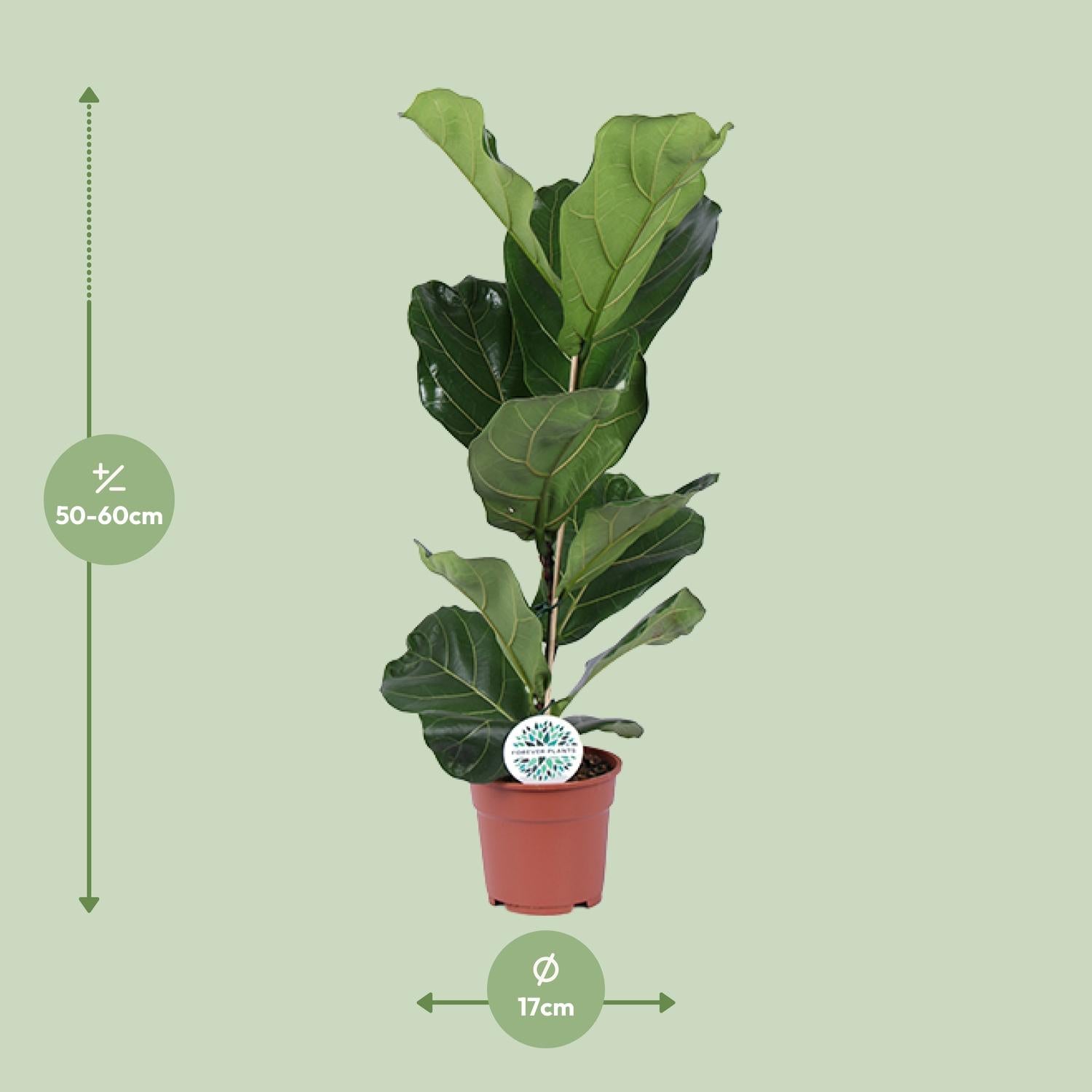 Ficus Lyrata – Fiddle-leaf Fig – 30-130 cm