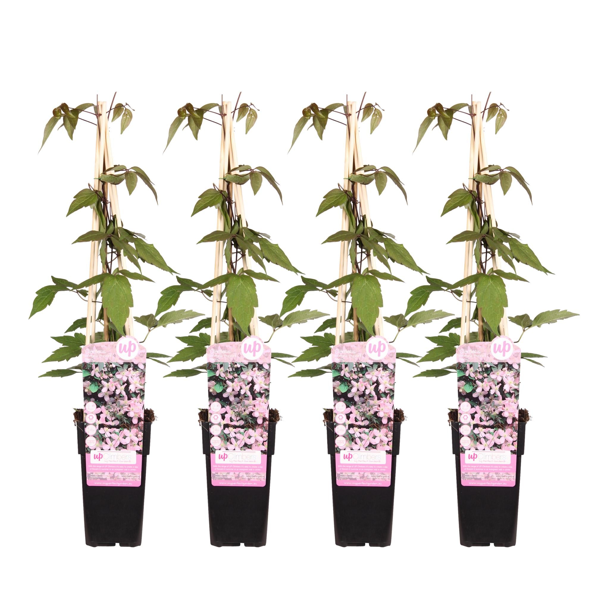 Clematis 'Fragrant Spring' (Clematis montana) – light pink flowers, 15 cm pot, 65 cm height