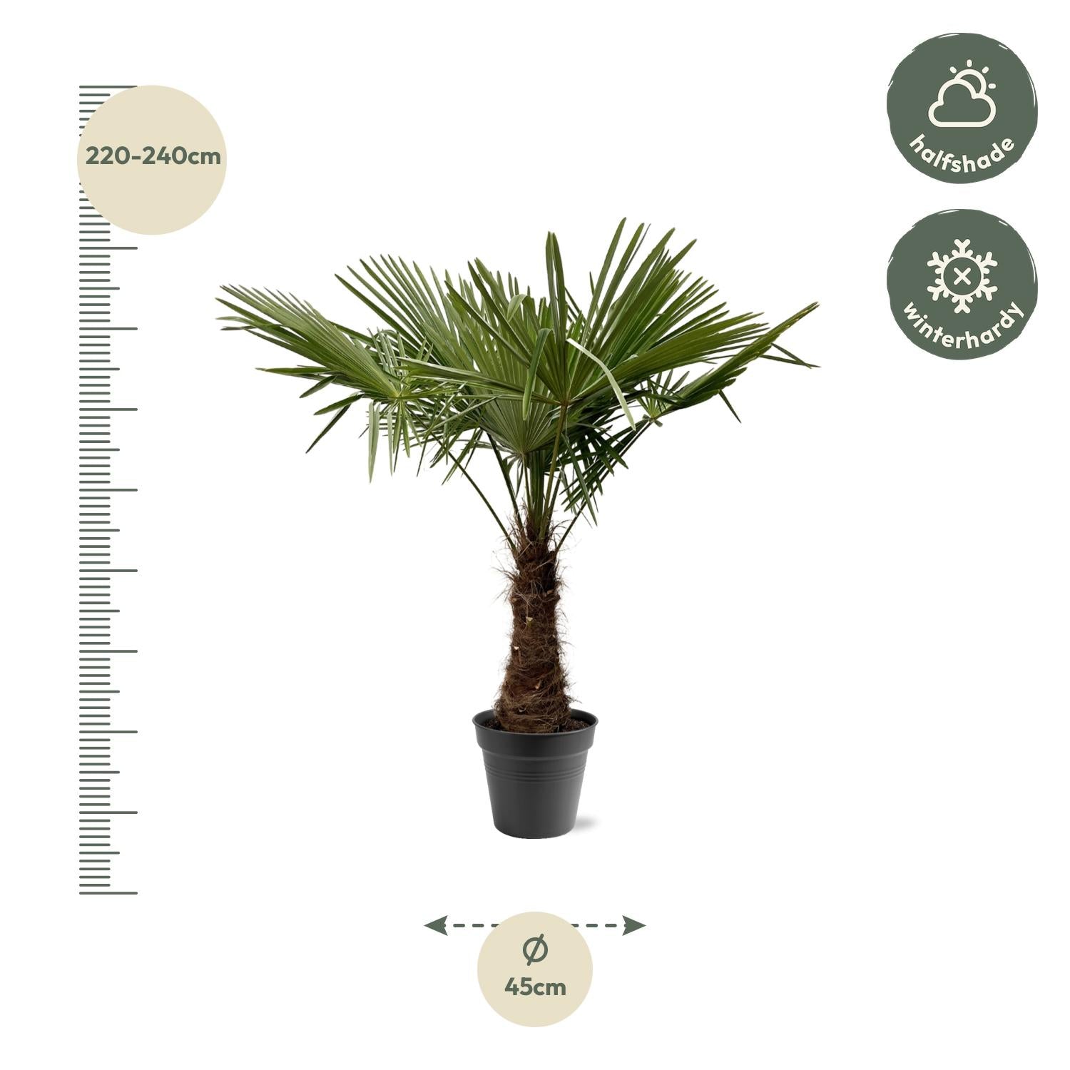 Chinese windmill palm (Trachycarpus fortunei) – 120–240 cm