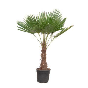 Chinese windmill palm (Trachycarpus fortunei) – 120–240 cm