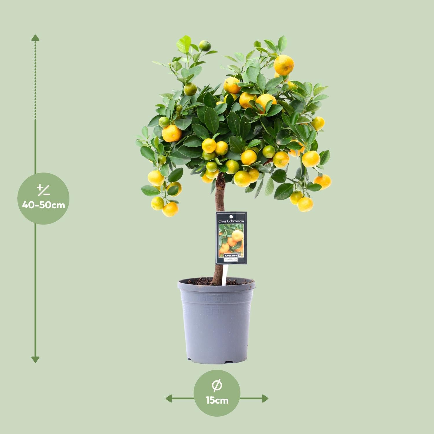 Calamondinorange (Citrus calamondin) – 40–80 cm