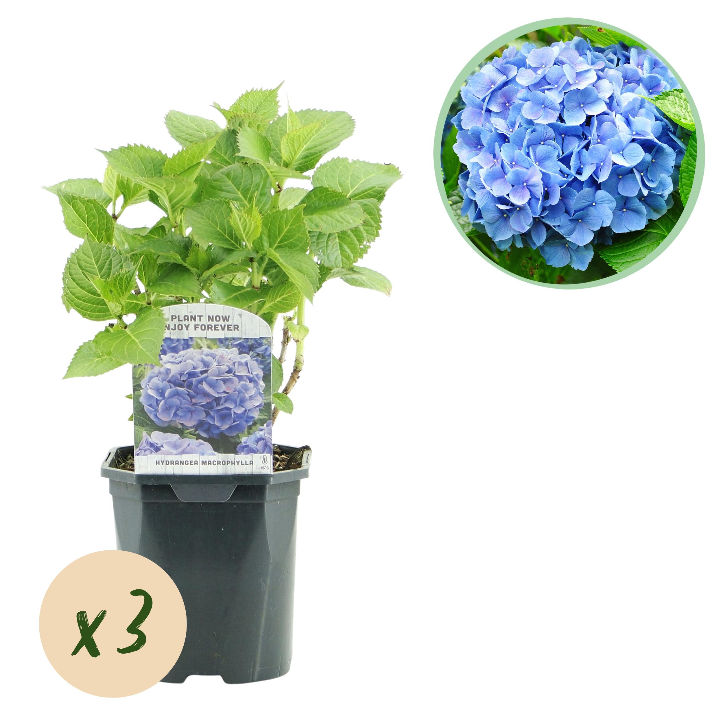 Hydrangea macrophylla – ortensia robusta in diversi colori - 3 piante, vaso da 17 cm, altezza 30 cm (copia)