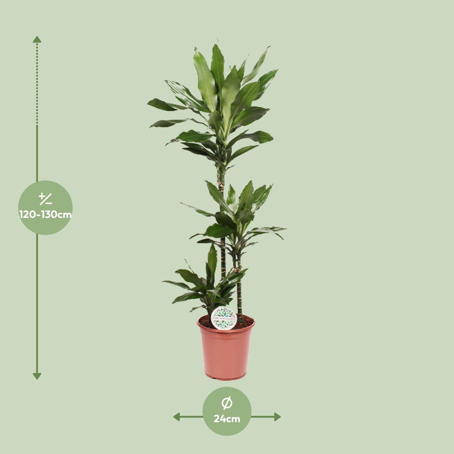 Dracaena Janet Lind – Dragon Tree - 70-130 cm