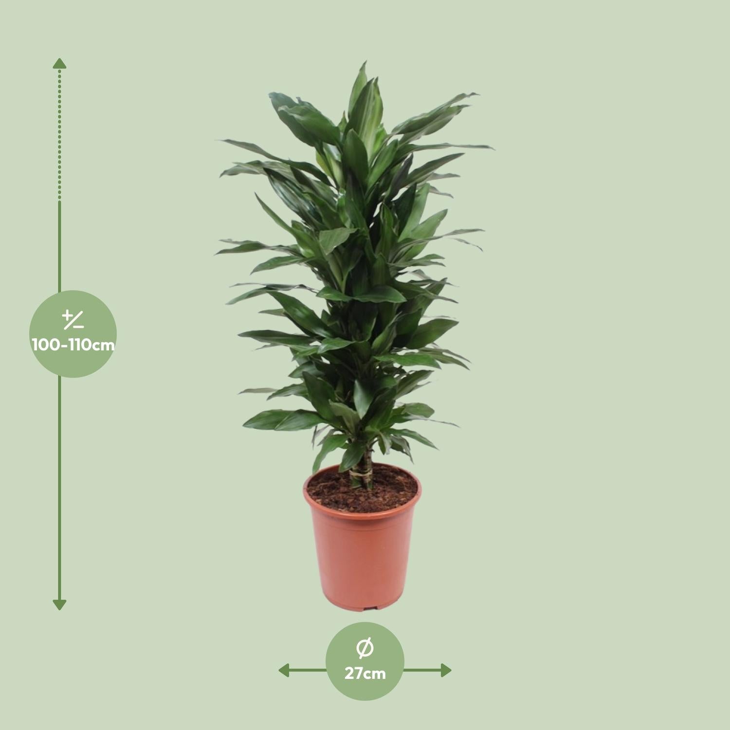 Dracaena Janet Lind – Dragon Tree - 70-130 cm