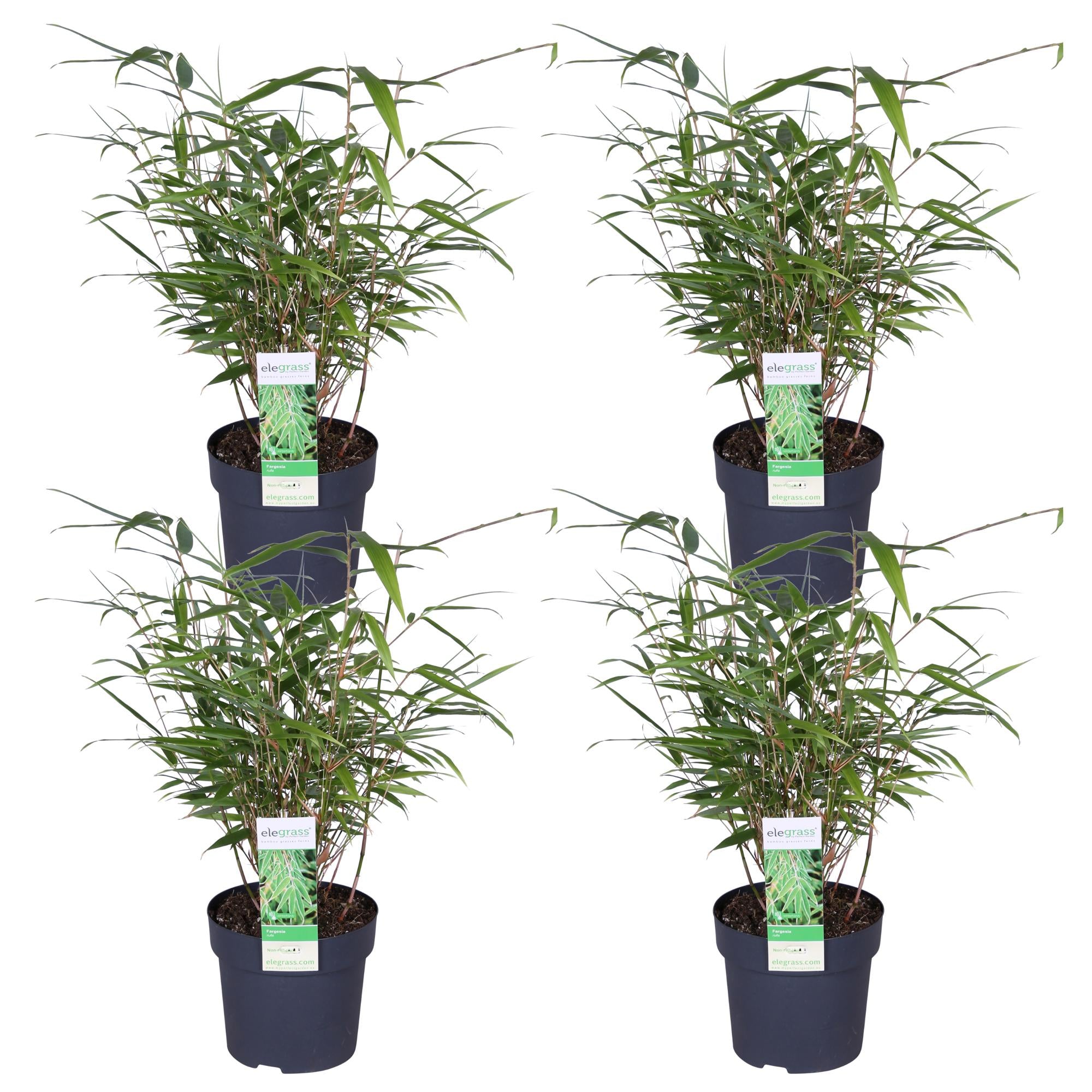 Fargesia rufa – clump-forming garden bamboo in various heights