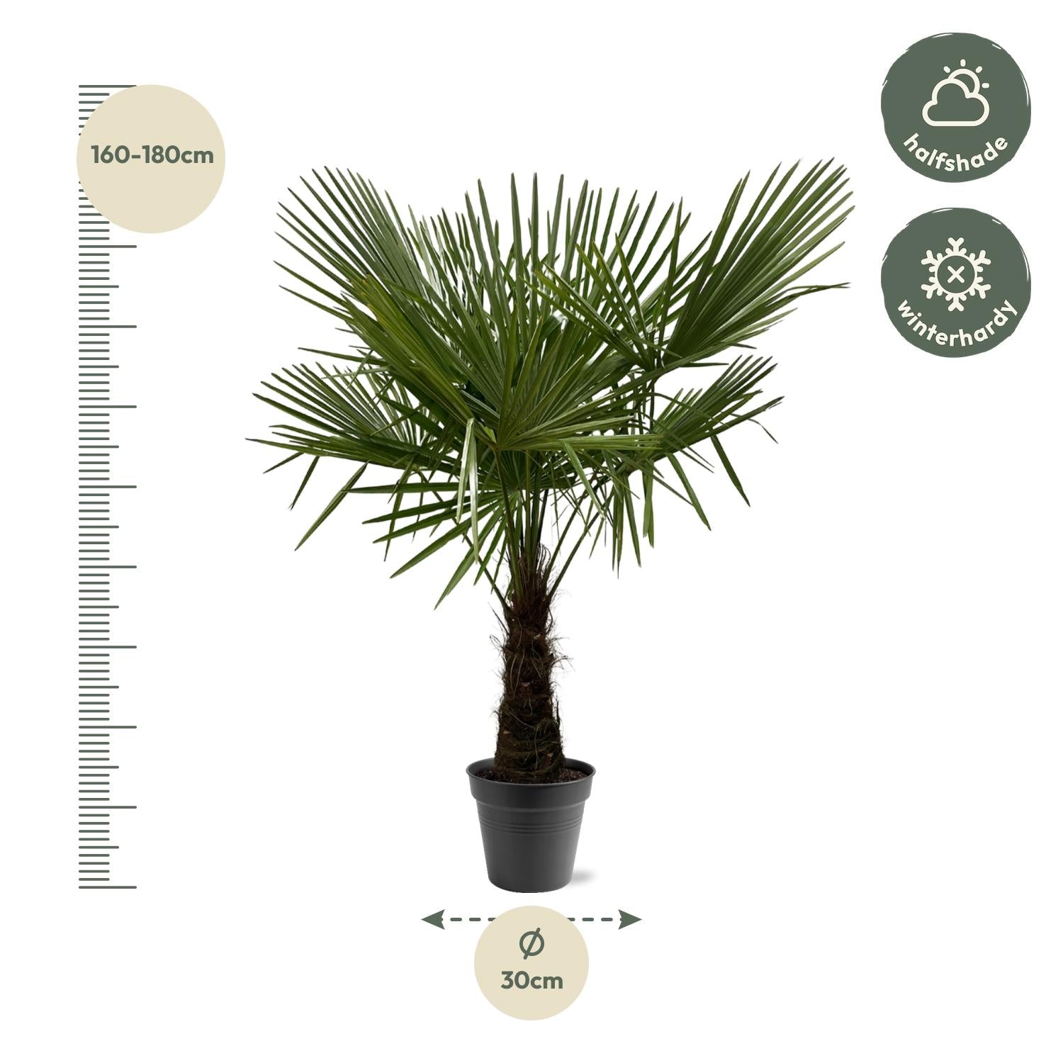 Chinese windmill palm (Trachycarpus fortunei) – 120–240 cm