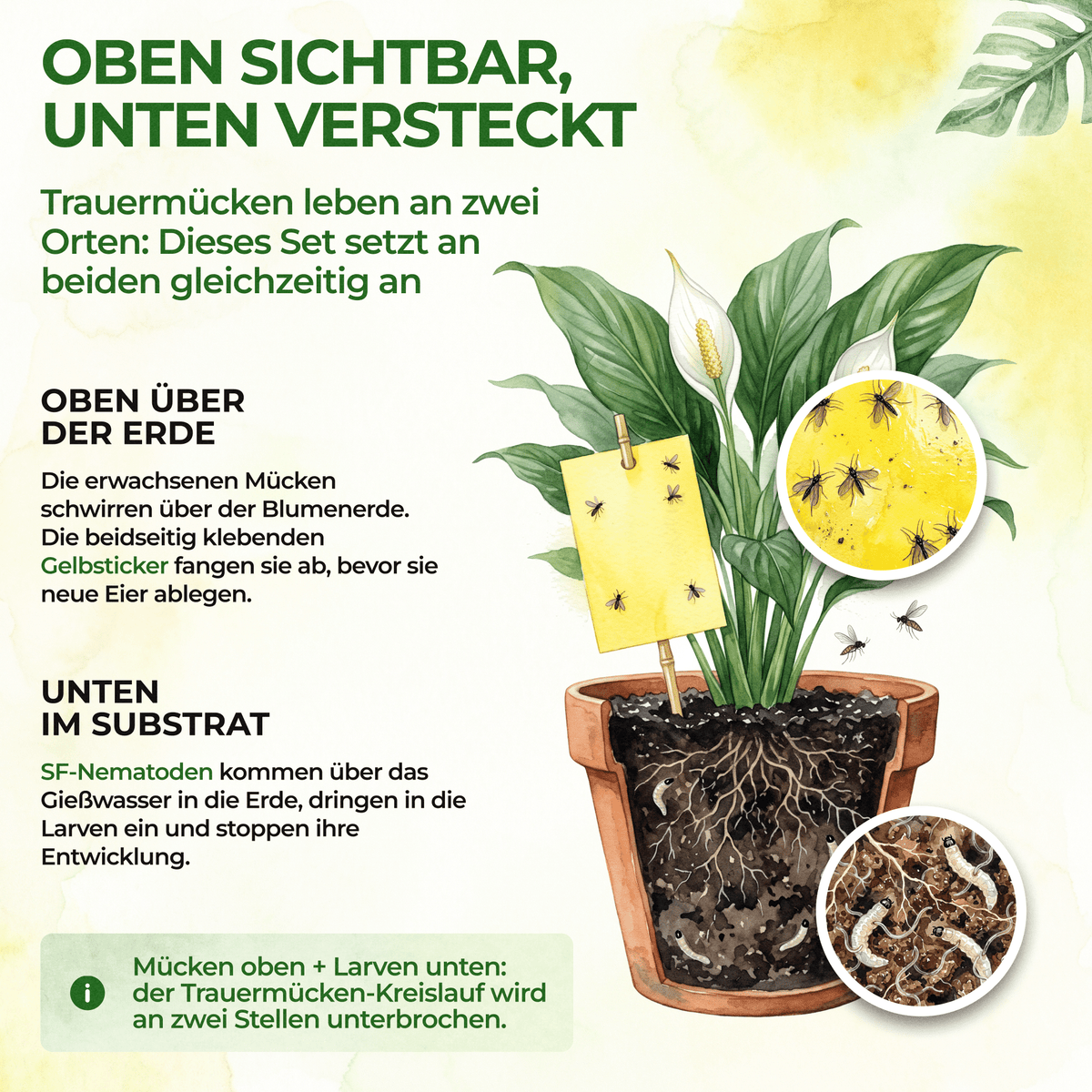 Trauermücken-Frei Set - Green Guardia - Ihr Experte für Schädlinge und Pflanzen