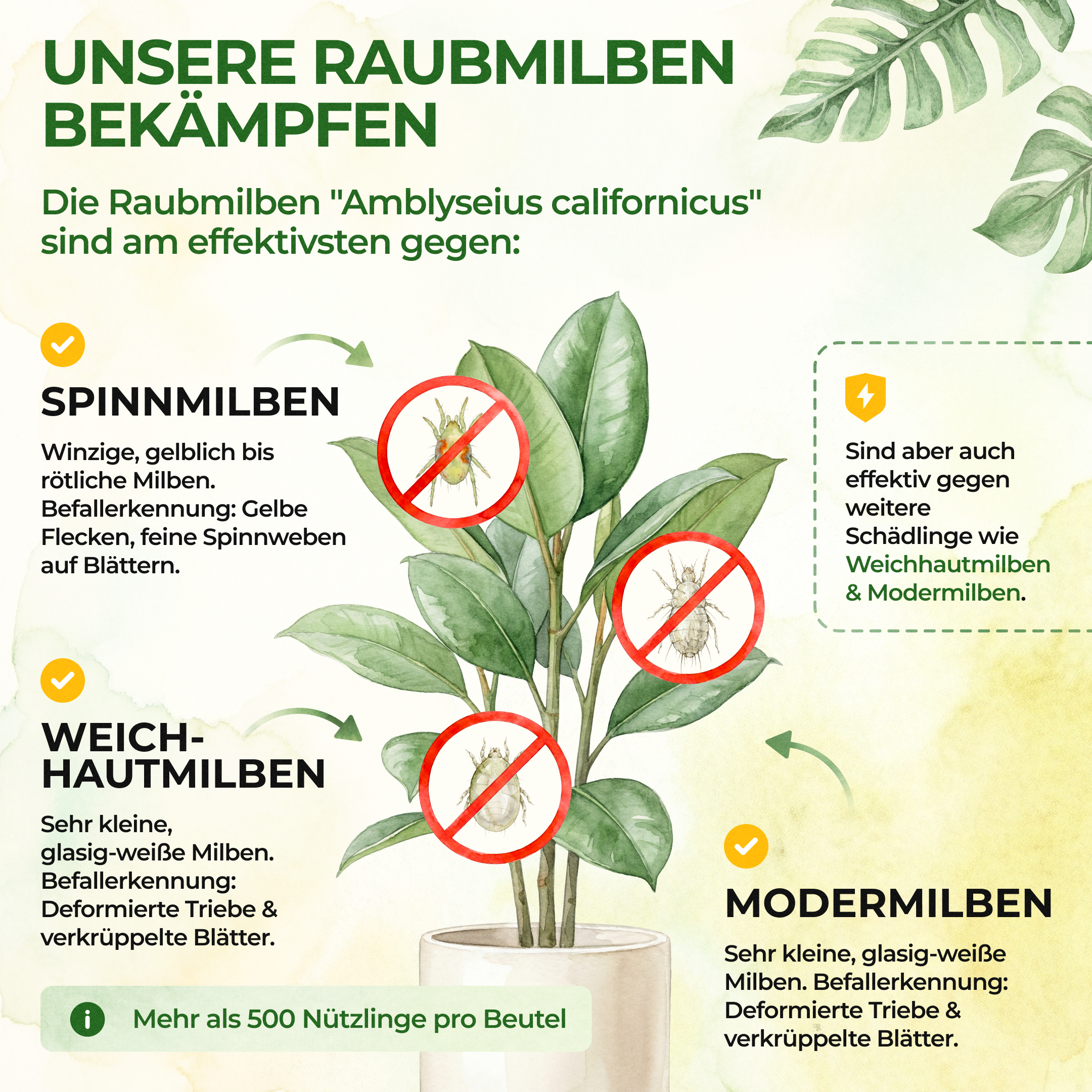 Raubmilben gegen Spinnmilben