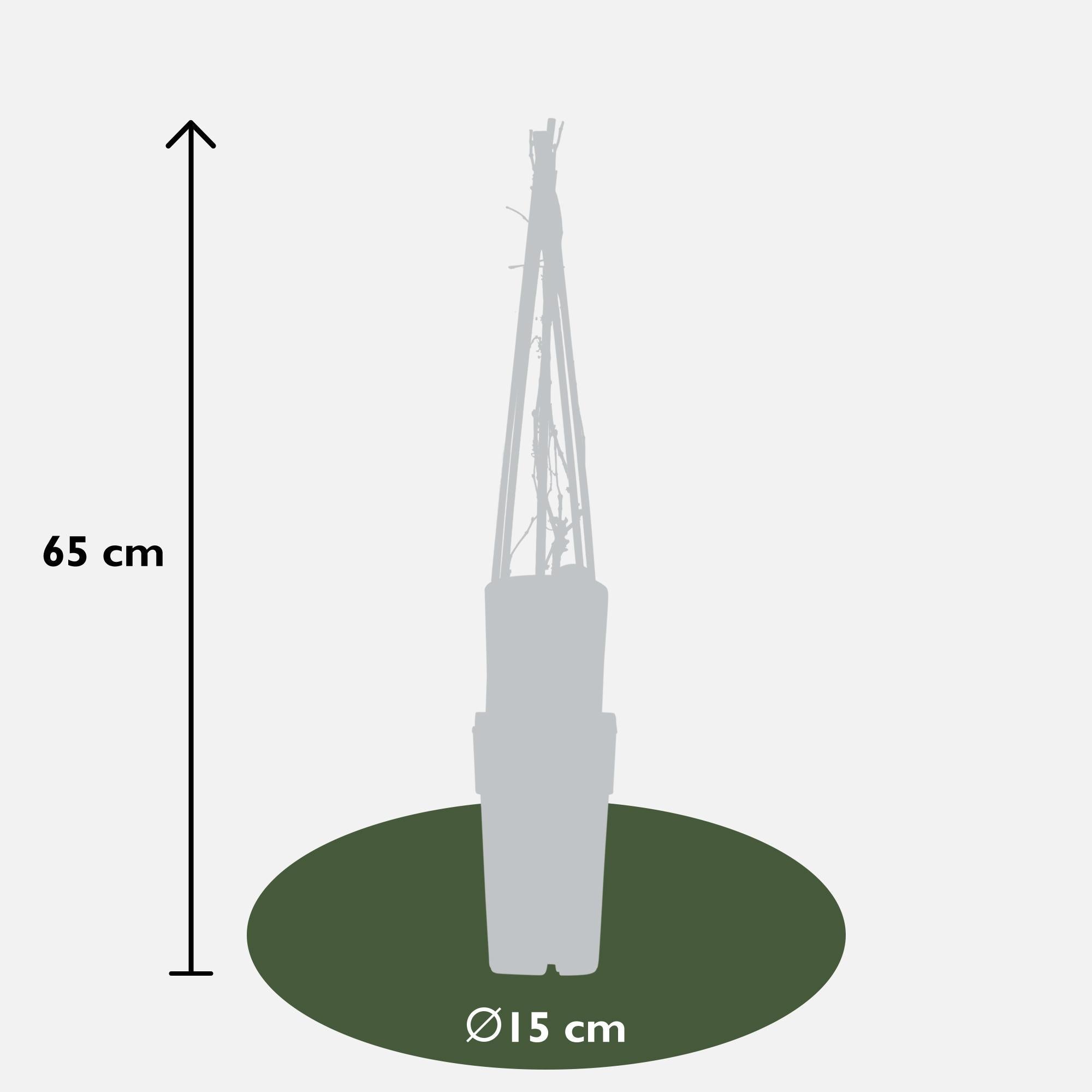 Wilder Wein ‘Engelmannii’ – schnellwachsende Kletterpflanze, 15 cm Topf, 65 cm - Green Guardia - Ihr Experte für Schädlinge und Pflanzen