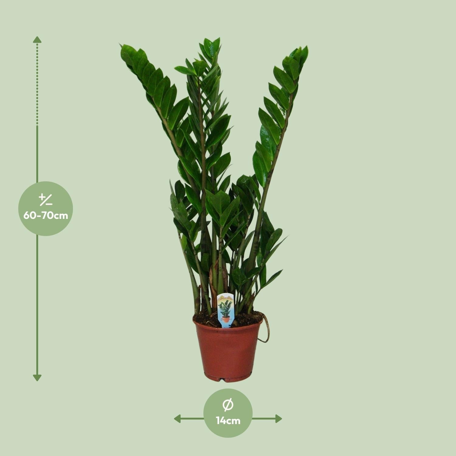 Zamioculcas Zamiifolia – Glücksfeder - 40 - 95 cm - Green Guardia - Ihr Experte für Schädlinge und Pflanzen